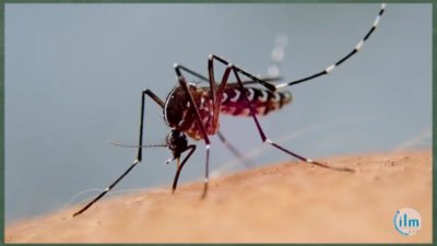 KID REPORTERS : le moustique - vidéo undefined - france.tv