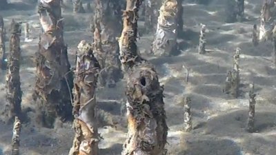 Mangroves et nurseries - vidéo undefined - france.tv