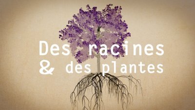 Broméliacées - vidéo undefined - france.tv