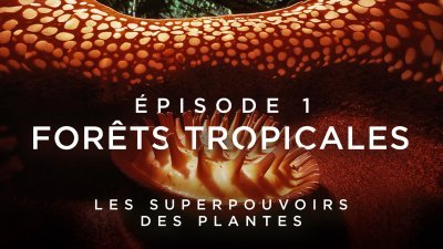 Direct TV - Programme en cours